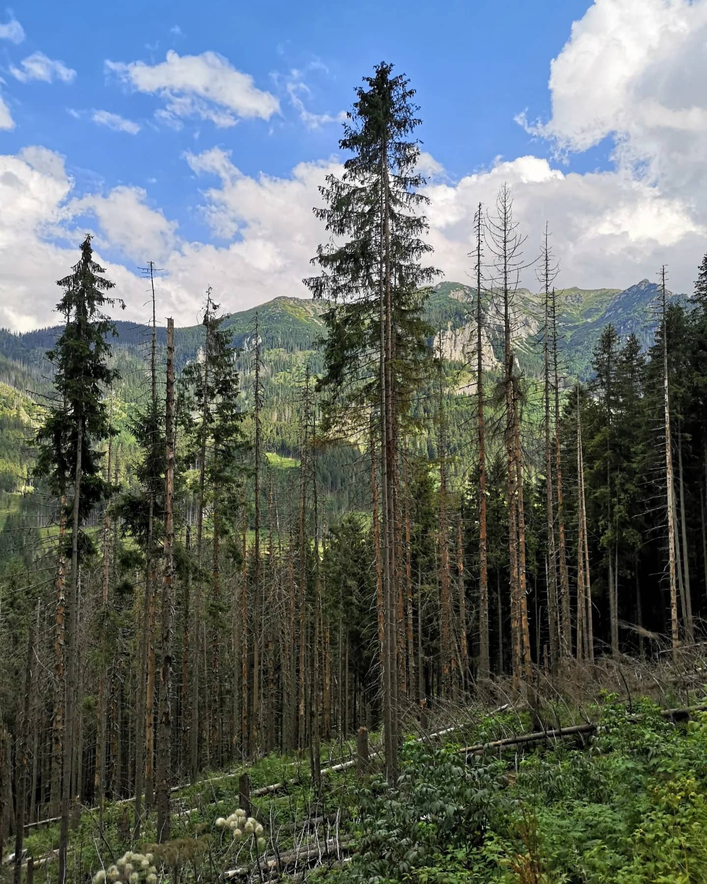 View of a forest and the Tatra Mountains